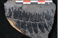 Foto (Detailansicht) von Plantae indet.  (NHMW-GEO-2024-0188-11515)